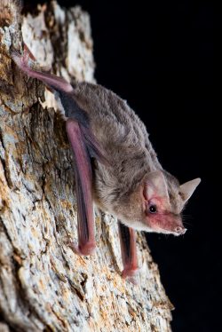 bristle-faced-freetail-bat-setirostris-eleryi