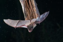 goulds-wattled-bat-chalinolobus-gouldii-5