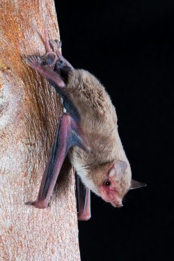 bristle-faced-freetail-bat-setirostris-eleryi-4