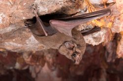 hills-sheathtail-bat-taphozous-hilli-4