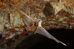 Ghost Bat (Macroderma gigas)