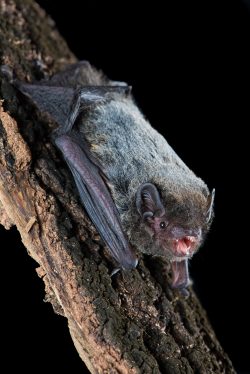 hoary-wattled-bat-chalinolobus-nigrogriseus-3