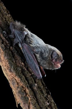 hoary-wattled-bat-chalinolobus-nigrogriseus-4