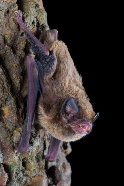 northern-bentwing-bat-miniopterus-orianae-orianae-5