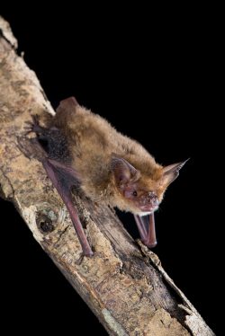 arnhem-long-eared-bat-nyctophilus-arnhemensis-3
