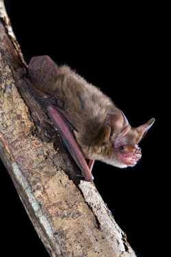 arnhem-long-eared-bat-nyctophilus-arnhemensis-4