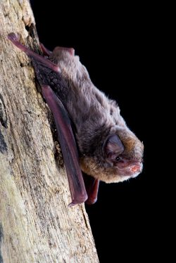 northern-bentwing-bat-miniopterus-orianae-orianae-6