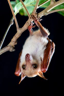 northern-blossom-bat-macroglossus-minimus-4