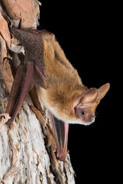northern-long-eared-bat-nyctophilus-daedalus-2