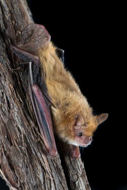 pygmy-long-eared-bat-nyctophilus-walkeri-2