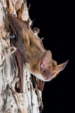 northern-long-eared-bat-nyctophilus-daedalus