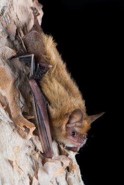 pygmy-long-eared-bat-nyctophilus-walkeri-3