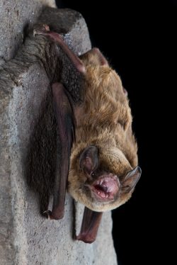 northern-bentwing-bat-miniopterus-orianae-orianae