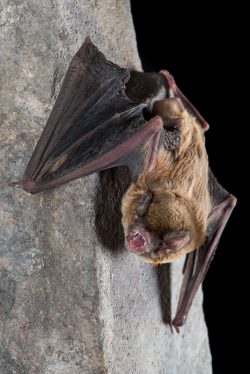northern-bentwing-bat-miniopterus-orianae-orianae-3