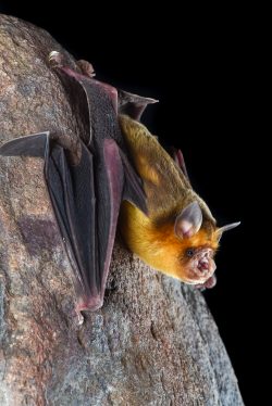 orange-leaf-nosed-bat-rhinonicteris-aurantia-7