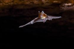 dusky-leaf-nosed-bat-hipposideros-ater-3