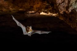 dusky-leaf-nosed-bat-hipposideros-ater-4