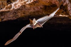 ghost-bat-macroderma-gigas-11