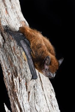 forest-pipistrelle-pipistrellus-adamsi