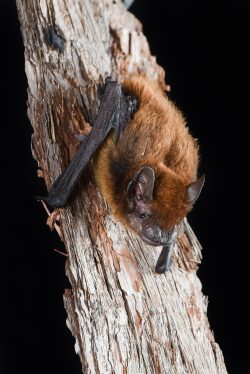 forest-pipistrelle-pipistrellus-adamsi-2