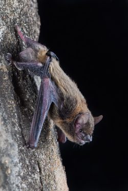 northern-cave-bat-vespadelus-caurinus