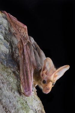 ghost-bat-macroderma-gigas-12