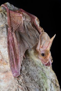 ghost-bat-macroderma-gigas-13