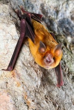 orange-leaf-nosed-bat-rhinonicteris-aurantia-8