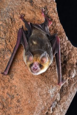 orange-leaf-nosed-bat-rhinonicteris-aurantia