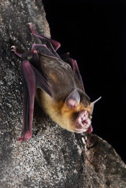 orange-leaf-nosed-bat-rhinonicteris-aurantia-2
