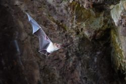 orange-leaf-nosed-bat-rhinonicteris-aurantia-3