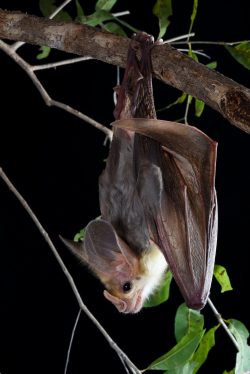 ghost-bat-macroderma-gigas-14