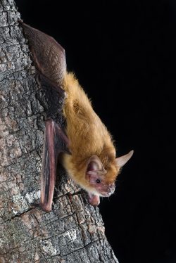pygmy-long-eared-bat-nyctophilus-walkeri-4