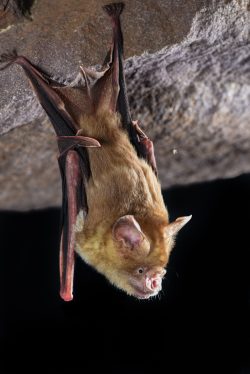 arnhem-leaf-nosed-bat-hipposideros-inornatus