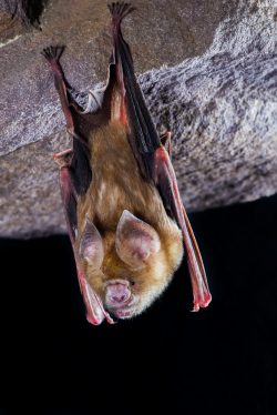 arnhem-leaf-nosed-bat-hipposideros-inornatus-2