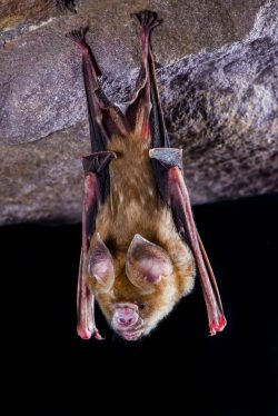 arnhem-leaf-nosed-bat-hipposideros-inornatus-4
