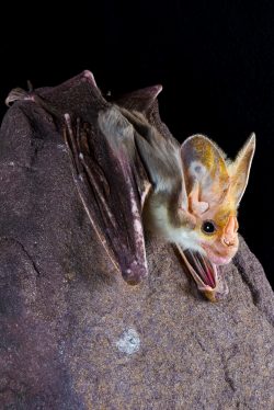 ghost-bat-macroderma-gigas-15