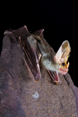 ghost-bat-macroderma-gigas-16
