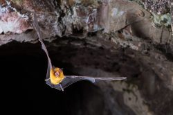 orange-leaf-nosed-bat-rhinonicteris-aurantia-5