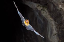 orange-leaf-nosed-bat-rhinonicteris-aurantia-6