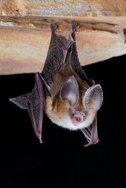 dusky-leaf-nosed-bat-hipposideros-ater-5