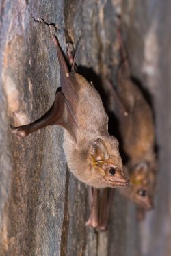 common-sheathtail-bat-taphozous-georgianus-3
