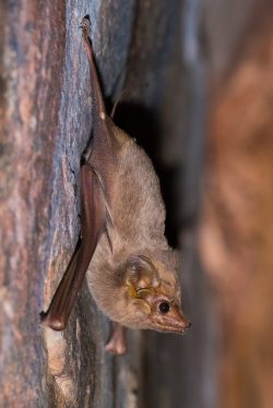 common-sheathtail-bat-taphozous-georgianus