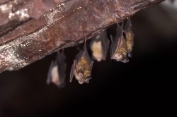 dusky-leaf-nosed-bat-hipposideros-ater-7