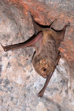 common-sheathtail-bat-taphozous-georgianus-2