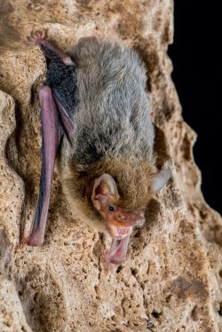 kimberley-cave-bat-vespadelus-douglasorum