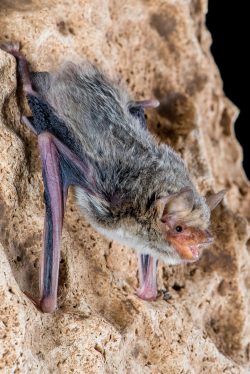 kimberley-cave-bat-vespadelus-douglasorum-2