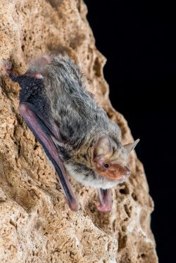 kimberley-cave-bat-vespadelus-douglasorum-3