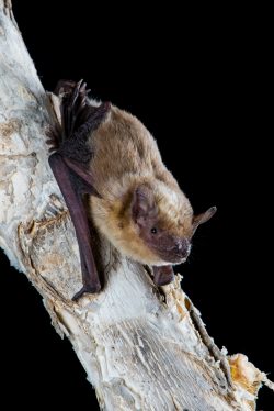 little-broad-nosed-bat-scotorepens-greyi-2
