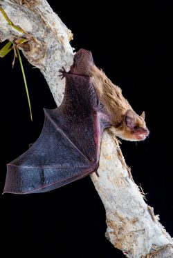 little-broad-nosed-bat-scotorepens-greyi-3